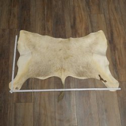 Blessbock Buntbock HL 34.5 cm Antelope Head Shoulder Mount Trophy Shield 95.5.16