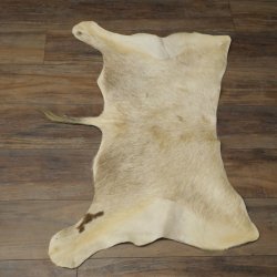 Blessbock Buntbock HL 34.5 cm Antelope Head Shoulder Mount Trophy Shield 95.5.16