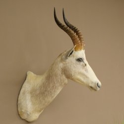 Blessbock Buntbock HL 34.5 cm Antelope Head Shoulder Mount Trophy Shield 95.5.16