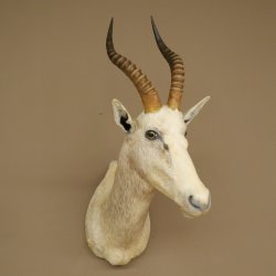 Blessbock Buntbock HL 34.5 cm Antelope Head Shoulder Mount Trophy Shield 95.5.16