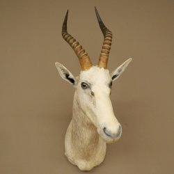 Blessbock Buntbock HL 34.5 cm Antelope Head Shoulder Mount Trophy Shield 95.5.16