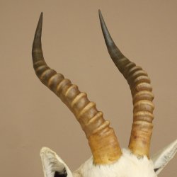 Blessbock Buntbock HL 34.5 cm Antelope Head Shoulder Mount Trophy Shield 95.5.16