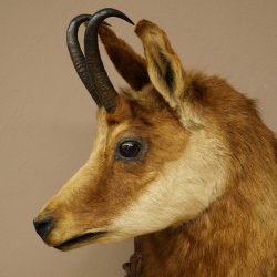 Chamois head Chamois Chamois head Chamois SL 17.5 cm Head mount Head on trophy board 85.13.69