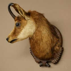 Chamois head Chamois Chamois head Chamois SL 17.5 cm Head mount Head on trophy board 85.13.69