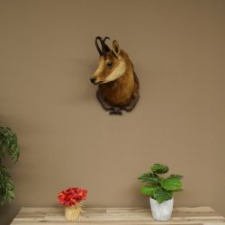 Chamois head Chamois Chamois head Chamois SL 17.5 cm Head mount Head on trophy board 85.13.69