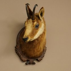 Chamois head Chamois Chamois head Chamois SL 17.5 cm Head mount Head on trophy board 85.13.69