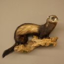 large polecat preparation height 12.99 inch prepared on...