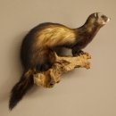 Iltis Animale imbalsamato Altezza 22 cm su tronco dalbero Animale imbalsamato tassidermia 89.4.81