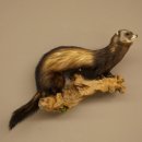 Iltis Animale imbalsamato Altezza 22 cm su tronco dalbero Animale imbalsamato tassidermia 89.4.81