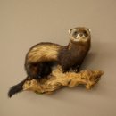 Iltis Animale imbalsamato Altezza 22 cm su tronco dalbero Animale imbalsamato tassidermia 89.4.81