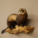 Iltis Animale imbalsamato Altezza 22 cm su tronco dalbero Animale imbalsamato tassidermia 89.4.81