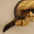 Iltis Animale imbalsamato Altezza 22 cm su tronco dalbero Animale imbalsamato tassidermia 89.4.81