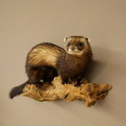 Iltis Animale imbalsamato Altezza 22 cm su tronco dalbero Animale imbalsamato tassidermia 89.4.81