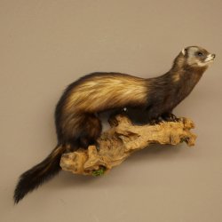 Iltis Animale imbalsamato Altezza 22 cm su tronco dalbero Animale imbalsamato tassidermia 89.4.81