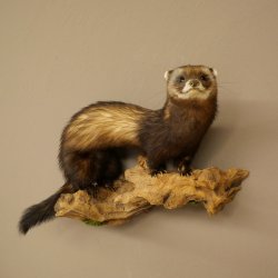 Iltis Animale imbalsamato Altezza 22 cm su tronco dalbero Animale imbalsamato tassidermia 89.4.81