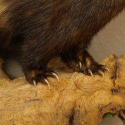 Iltis Animale imbalsamato Altezza 22 cm su tronco dalbero Animale imbalsamato tassidermia 89.4.81