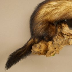 Iltis Animale imbalsamato Altezza 22 cm su tronco dalbero Animale imbalsamato tassidermia 89.4.81