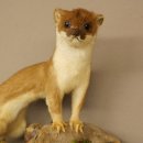 Pelliccia di ermellino e donnola Preparato estivo Altezza 24 cm Preparato animale 89.2.92