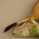 Pelliccia di ermellino e donnola Preparato estivo Altezza 24 cm Preparato animale 89.2.92