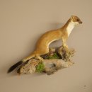 Pelliccia di ermellino e donnola Preparato estivo Altezza 24 cm Preparato animale 89.2.92