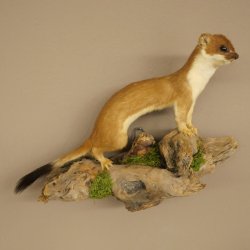 Pelliccia di ermellino e donnola Preparato estivo Altezza 24 cm Preparato animale 89.2.92