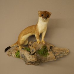 Pelliccia di ermellino e donnola Preparato estivo Altezza 24 cm Preparato animale 89.2.92