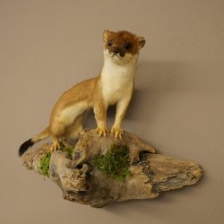 Pelliccia di ermellino e donnola Preparato estivo Altezza 24 cm Preparato animale 89.2.92