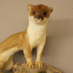 Pelliccia di ermellino e donnola Preparato estivo Altezza 24 cm Preparato animale 89.2.92