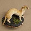 Préparation de belette Hauteur 14 cm Belette...