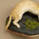 Preparato di donnola Altezza 14 cm Preparato di donnola Animale imbalsamato Tassidermia Decorazione 89.3.29