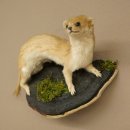 Preparato di donnola Altezza 14 cm Preparato di donnola Animale imbalsamato Tassidermia Decorazione 89.3.29