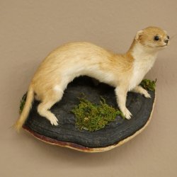 Preparato di donnola Altezza 14 cm Preparato di donnola Animale imbalsamato Tassidermia Decorazione 89.3.29