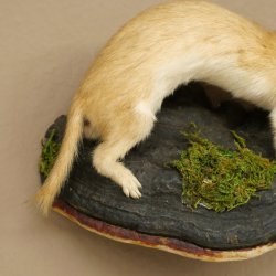 Preparato di donnola Altezza 14 cm Preparato di donnola Animale imbalsamato Tassidermia Decorazione 89.3.29