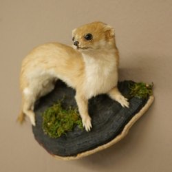 Preparato di donnola Altezza 14 cm Preparato di donnola Animale imbalsamato Tassidermia Decorazione 89.3.29