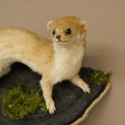 Preparato di donnola Altezza 14 cm Preparato di donnola Animale imbalsamato Tassidermia Decorazione 89.3.29