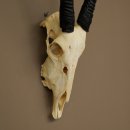 Oryx (Oryx gazella) Hornlänge 62+68 cm Hörner...