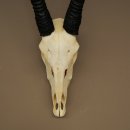 Oryx (Oryx gazella) Hornlänge 62+68 cm Hörner lose Antilope Spießbock Afrika Schädeltrophäe 88.3.111