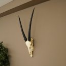 Oryx (Oryx gazella) Hornlänge 62+68 cm Hörner lose Antilope Spießbock Afrika Schädeltrophäe 88.3.111