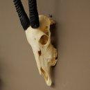 Oryx (Oryx gazella) Hornlänge 62+68 cm Hörner lose Antilope Spießbock Afrika Schädeltrophäe 88.3.111