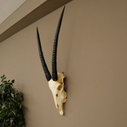 Oryx (Oryx gazella) Hornlänge 62+68 cm Hörner lose Antilope Spießbock Afrika Schädeltrophäe 88.3.111