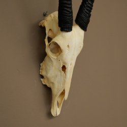 Oryx (Oryx gazella) Hornlänge 62+68 cm Hörner lose Antilope Spießbock Afrika Schädeltrophäe 88.3.111