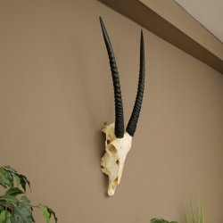 Oryx (Oryx gazella) Hornlänge 62+68 cm Hörner lose Antilope Spießbock Afrika Schädeltrophäe 88.3.111