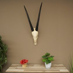 Oryx (Oryx gazella) Hornlänge 62+68 cm Hörner lose Antilope Spießbock Afrika Schädeltrophäe 88.3.111