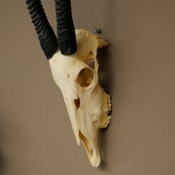 Oryx (Oryx gazella) Hornlänge 62+68 cm Hörner lose Antilope Spießbock Afrika Schädeltrophäe 88.3.111