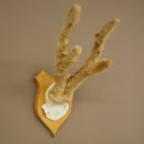 Hertengewei van abnormaal hert Hertengewei Bok Gewei Trofeeplaat 607.153