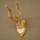 Hertengewei van abnormaal hert Hertengewei Bok Gewei Trofeeplaat 607.153