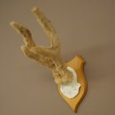 Hertengewei van abnormaal hert Hertengewei Bok Gewei Trofeeplaat 607.153