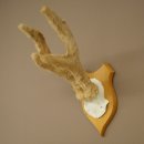 Hertengewei van abnormaal hert Hertengewei Bok Gewei Trofeeplaat 607.153