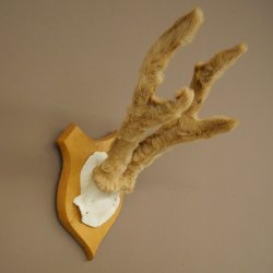 Hertengewei van abnormaal hert Hertengewei Bok Gewei Trofeeplaat 607.153