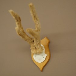 Hertengewei van abnormaal hert Hertengewei Bok Gewei Trofeeplaat 607.153